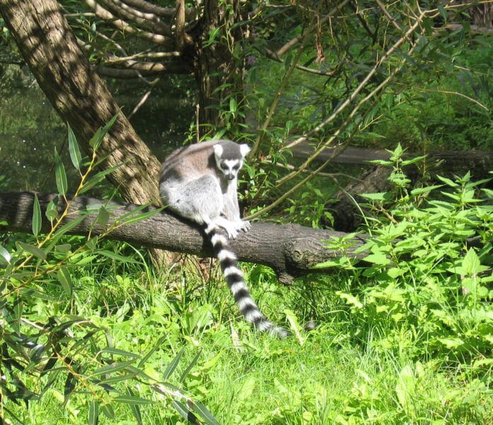 ring-tailed-lemur-1364114-697x600