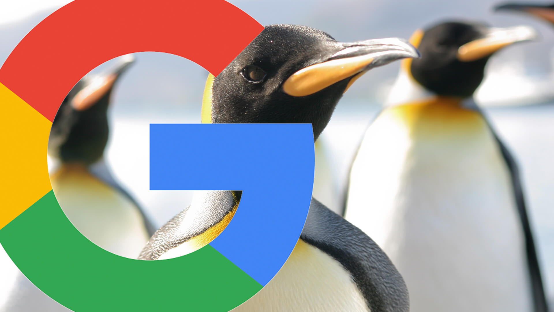 google-penguin-2016d-ss-1920